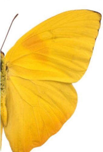 Mariposa amarilla 2